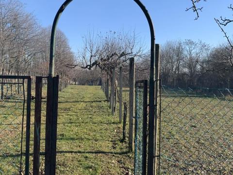 Eladó külterületi telek Visnye szőlőhegyén – 7000 m² panorámás birtok 100 éves tömésházzal,  pincével,  bőtermő gyümölcsfákkal,  méhészkedéshez kiváló területen (Somogy vármegye,  Zselici-dombság)