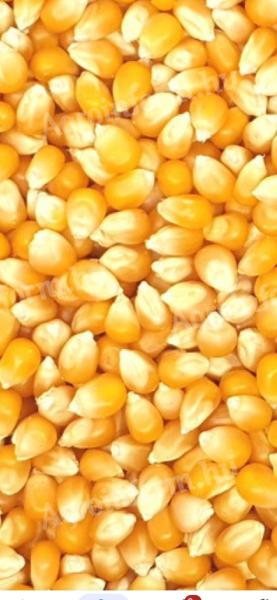 Kukorica eladó