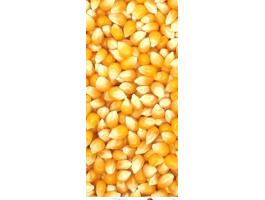 Kukorica eladó