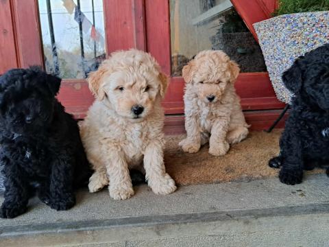 Fajtatiszta puli kiskutyák tenyésztőtől eladók