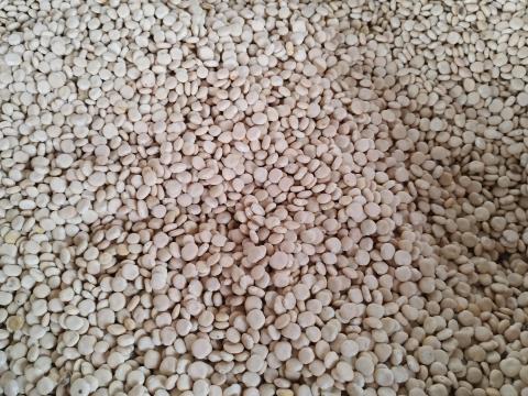 Csillagfürt mag eladó