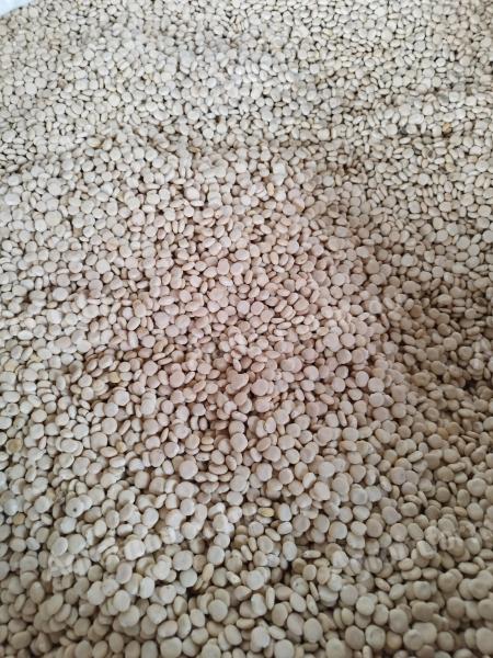 Csillagfürt mag eladó