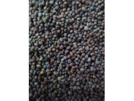 Olajretek mag eladó