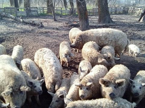 Mangalica élősúlyban 1000-1200 ft/kg áron Budapesten eladó