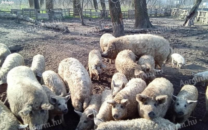 Mangalica élősúlyban 1000-1200 ft/kg áron Budapesten eladó