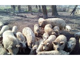 Mangalica élősúlyban 1000-1200 ft/kg áron Budapesten eladó