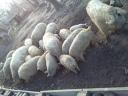 Mangalica élősúlyban 1000-1200 ft/kg áron Budapesten eladó