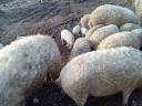 Mangalica élősúlyban 1000-1200 ft/kg áron Budapesten eladó