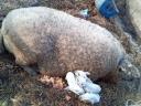 Mangalica élősúlyban 1000-1200 ft/kg áron Budapesten eladó