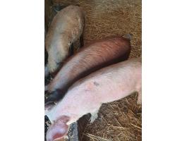 Eladó 3 db szép süldő