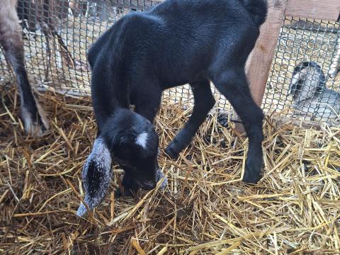 Núbiai bakok 10 hetesen elvihetők