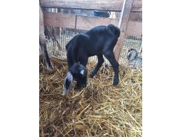 Núbiai bakok 10 hetesen elvihetők