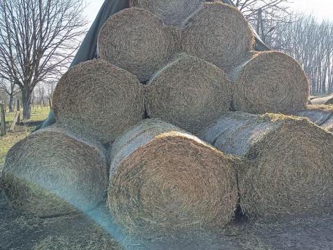 Zöldborsó szalma eladó