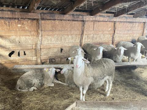 Juh és kecske állomány eladó Csengersimán