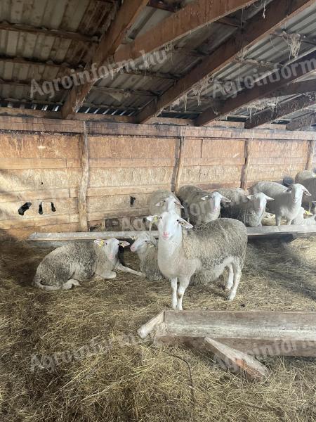 Juh és kecske állomány eladó Csengersimán