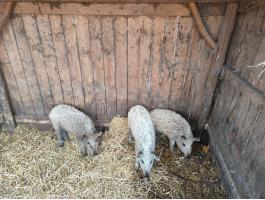Mangalica malac eladó