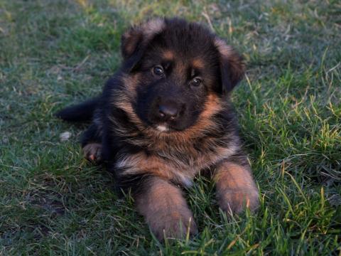 Német juhász kiskutya