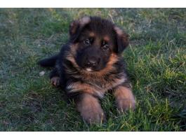 Német juhász kiskutya