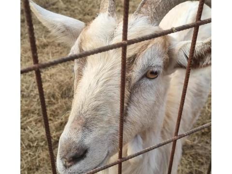 Eladó kecskeállomány – 16 fős anyajuh, bak és gida eladó