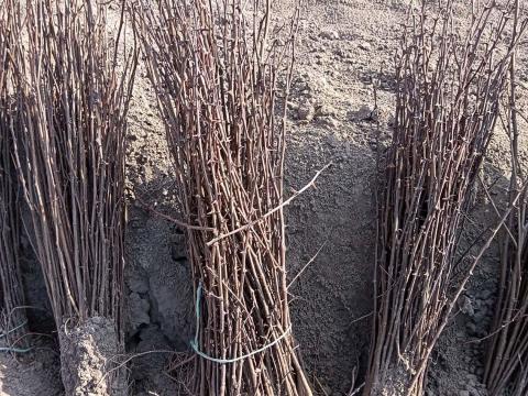 Akác és szürke nyár csemete eladó!!