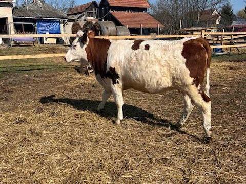 Eladó vemhes üsző