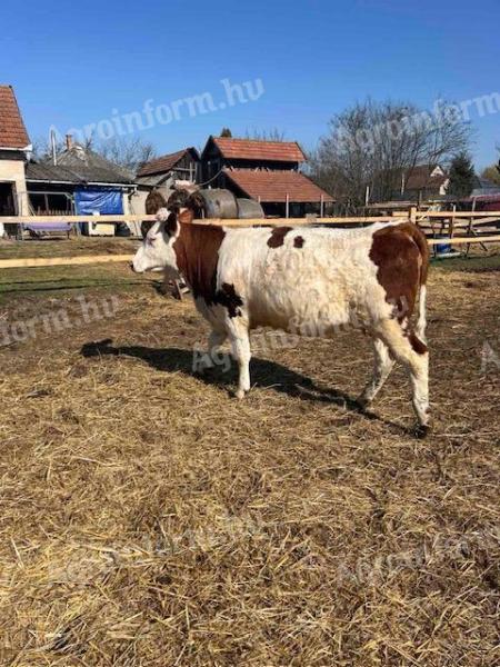 Eladó vemhes üsző