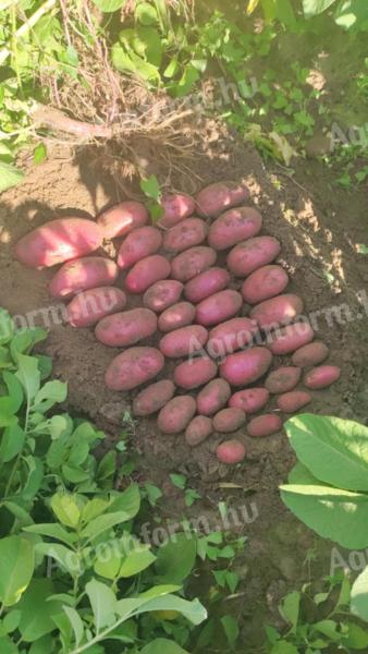 Burgonya eladó