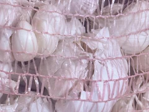 Őszi fokhagyma eladó