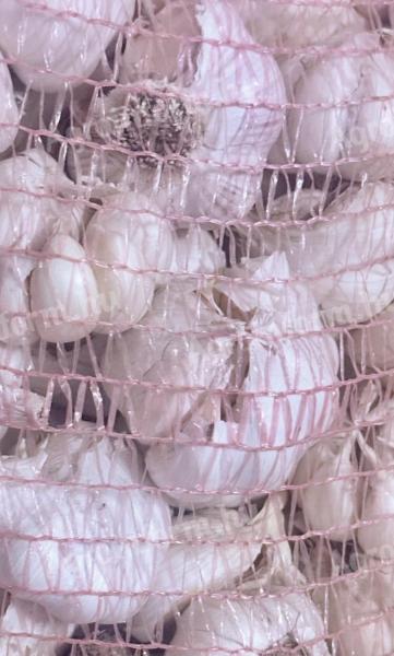 Őszi fokhagyma eladó