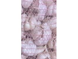 Őszi fokhagyma eladó