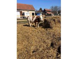 Elado magyartarka . Bika 11 honapos