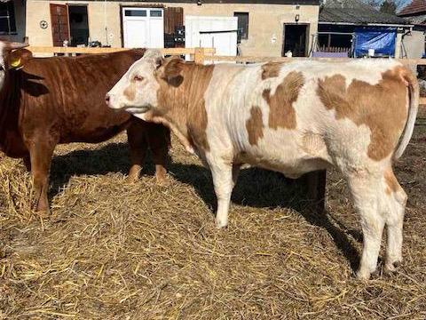 Eladó magyartarka üsző