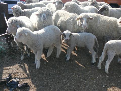 Merino bárányok eladók