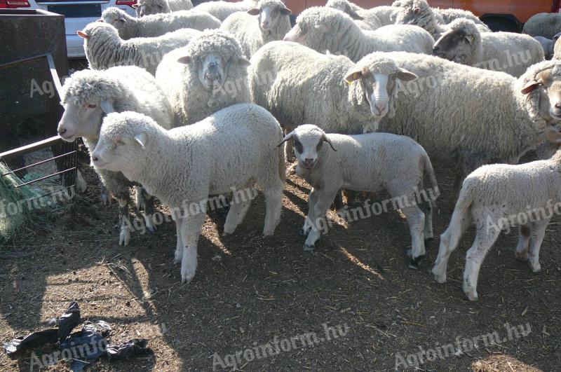Merino bárányok eladók