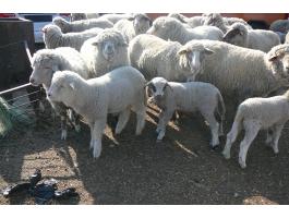 Merino bárányok eladók