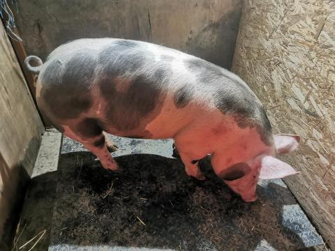 Eladó Pietrain hízók és süldők