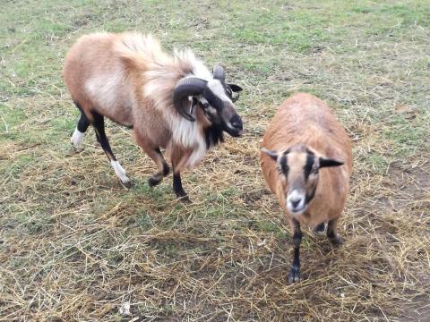 Kameruni juh eladó vagy cserélhető