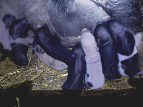 Eladó vegyes ivarú csüngőhasú malacok Eladó vegyes ivarú csüngőhasú malacok