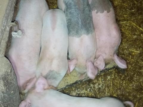 Választási malacok eladók