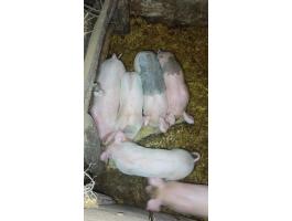 Választási malacok eladók