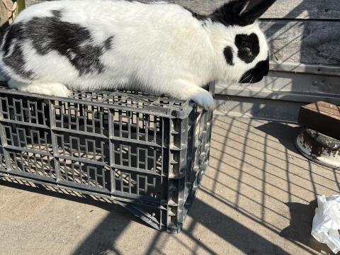 Német óriás lepketarka bak nyúl