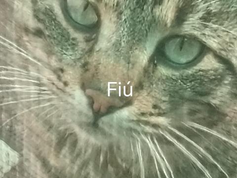 Macskák szerető gazdát keresnek