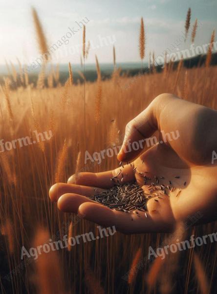 Fűmagkeverék, 7 összetevővel, fémzároltan eladó, postai szállítással is