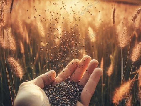 Fűmagkeverék Nitrogén Fix, eladó, postai szállítással is