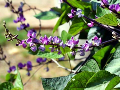 Illatos futó jácintbab mag ehető