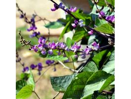 Illatos futó jácintbab mag ehető