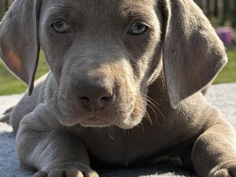 Weimari vizsla (fajtatiszta jellegű) kölyök szukák