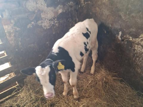 Eladó holstein-fríz bikaborjú