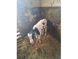 Eladó holstein-fríz bikaborjú