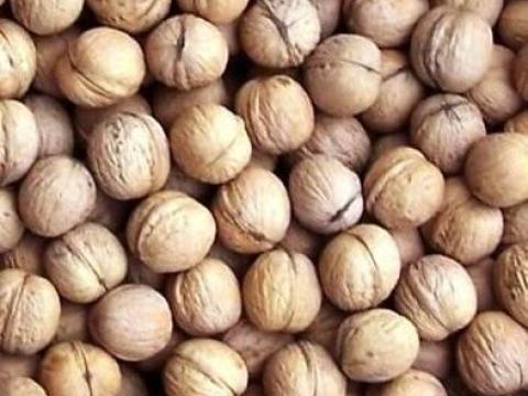 Milotai M10 héjas dió eladó